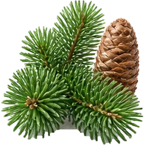 Aceite de abeto siberiano