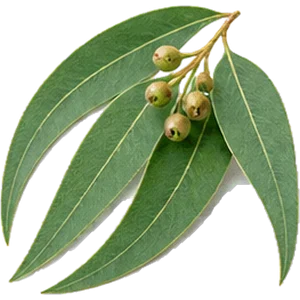 Aceite de eucalipto