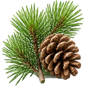 Aceite de pino silvestre