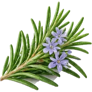 Aceite de romero