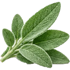 Aceite de salvia